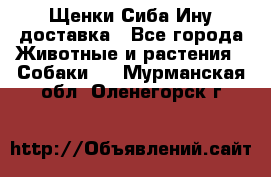 Щенки Сиба Ину доставка - Все города Животные и растения » Собаки   . Мурманская обл.,Оленегорск г.